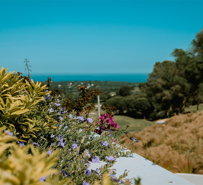 A bush with bright flowers poking throung and in the background a beautiful stretching towards the sea