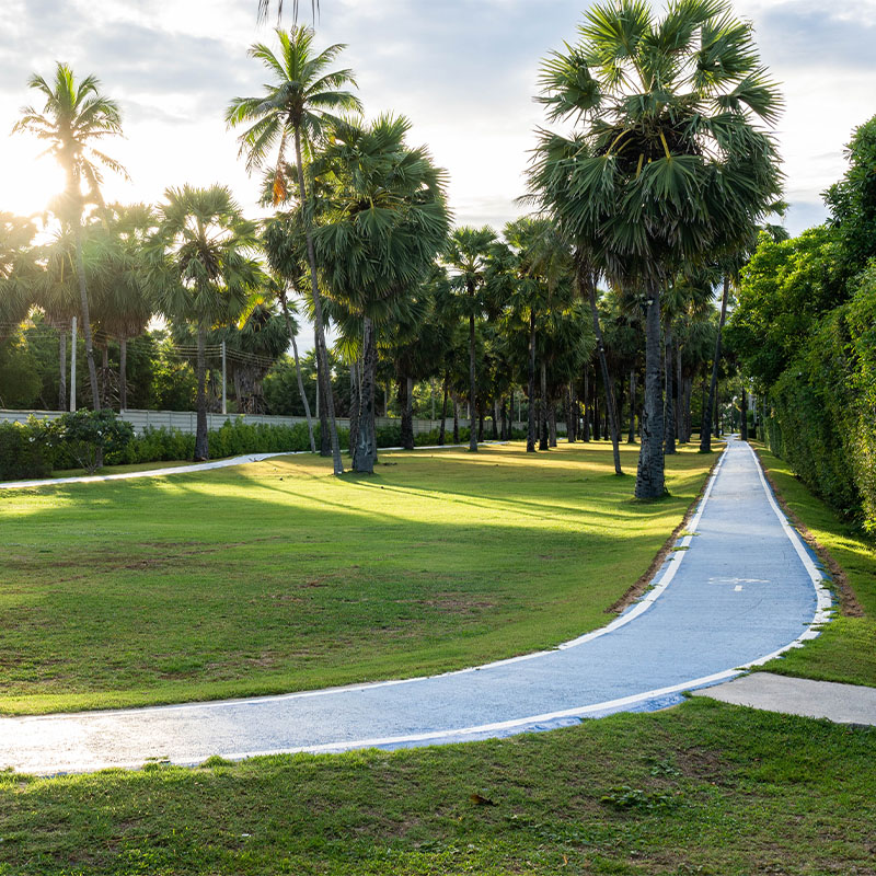 A blue bike path runs through a lush park lined with tall palm trees, casting long shadows. The setting is serene, with vibrant greenery and a clear pathway.