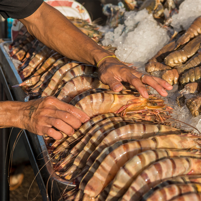 Hands arranging large tiger prawns on ice at a seafood market. The scene conveys freshness and abundance, with a focus on the prawns' striped shells.