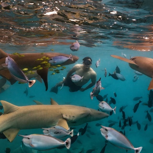 http://A%20man%20is%20swimming%20in%20the%20ocean%20surrounded%20by%20sharks%20and%20various%20fish%20species.