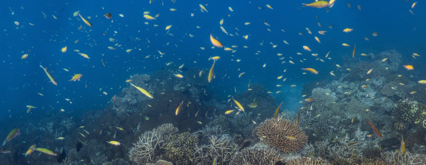 Underwater view of a coral garden with fished swimming around in the deep blue sea