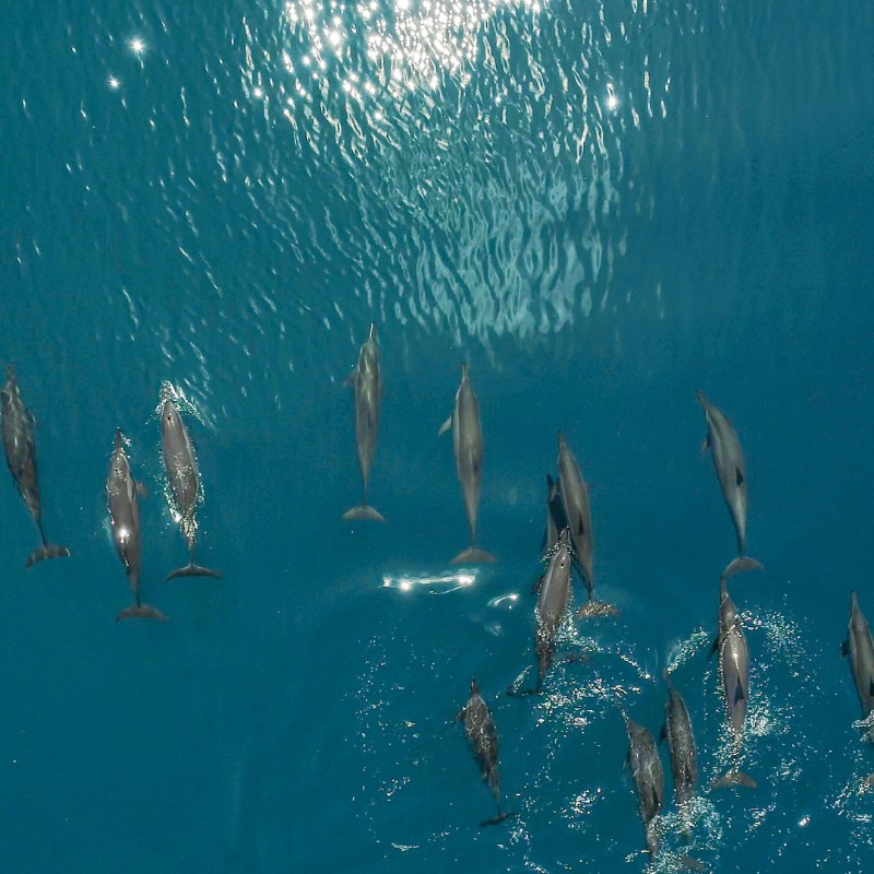 A pod of dolphins swims in clear turquoise water, reflecting sunlight above, creating a serene and vibrant marine scene.